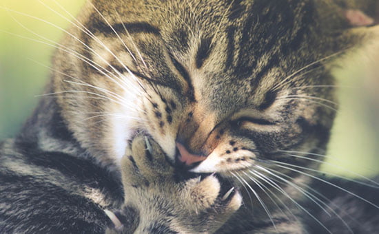 Vermífugo para Gatos: Combate Rápido