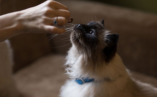 Vermífugo para Gatos Drontal: Como Funciona