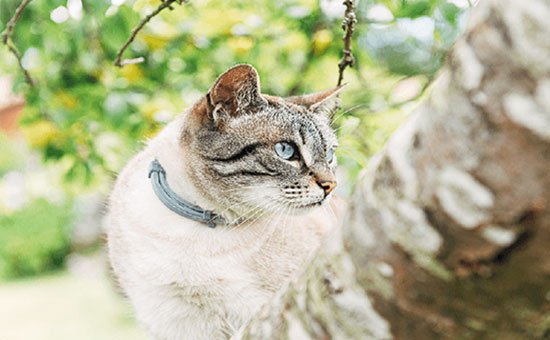 Seresto® Gatos - Elanco