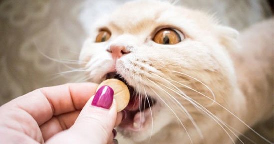 Remédio para Gatos - Salvac