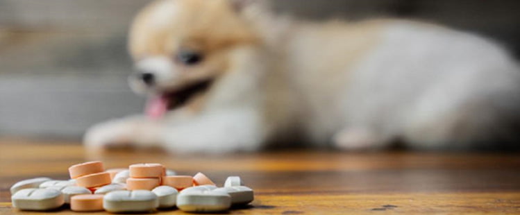 Como dar remédio para cachorro: veja as 7 melhores dicas!