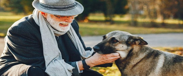 Como cuidar de cão idoso