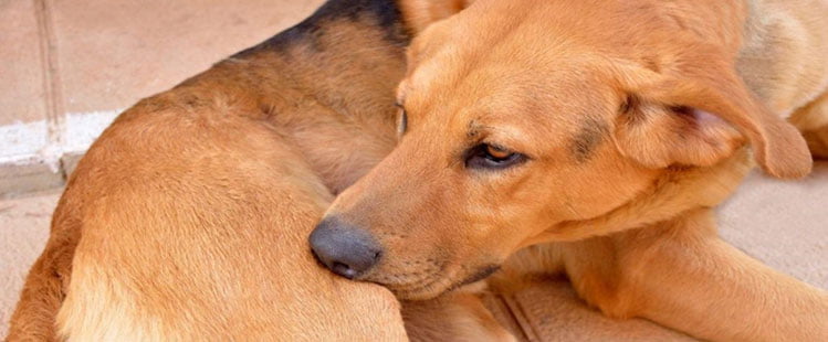 Sarna em cães: como evitar