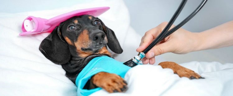 Doenças comuns em cachorros: conheça e veja como tratar!