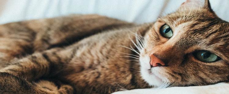 Doenças comuns em gatos: conheça e veja como prevenir