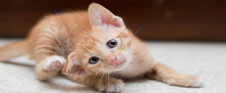 Sarna em gatos: como evitar, identificar e tratar essa doença?
