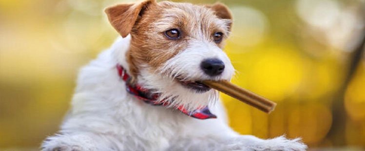 Read more about the article Como escolher o petisco para cachorro: veja nossas 5 dicas!