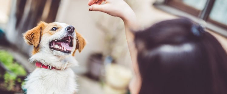 Read more about the article Quando dar o petisco de cachorro e mais dicas sobre esse alimento!
